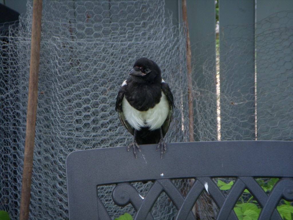 Juvenile Magpie, backyard